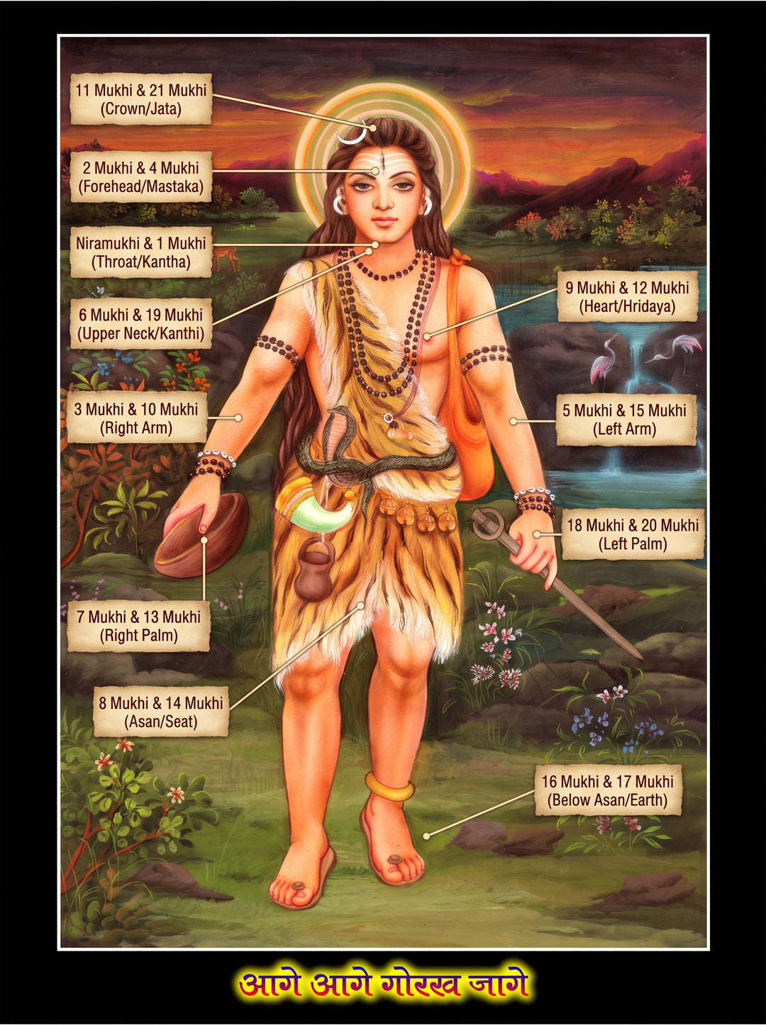Rudraksha According to Nath Parampara — Sacred Body Placement & Chakra Mapping
