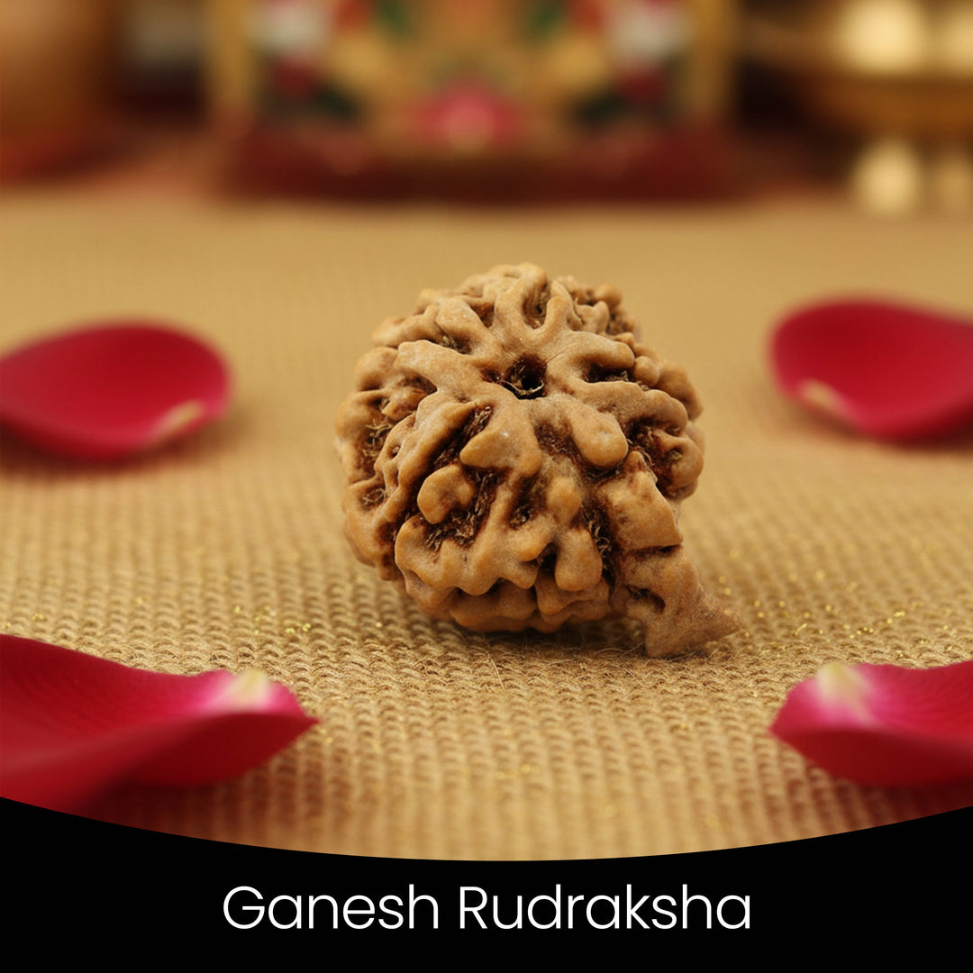 Special Ganesh Rudraksha
