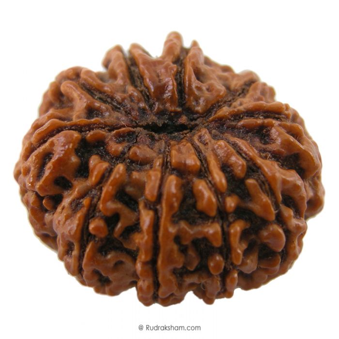 (27.30mm) 10 Mukhi Rudraksha Super Collector Bead | 10 Mukhi Rudraksha Bead | Dus Mukhi, Ten Faced Rudraksha from Nepal 100% Authentic Pure Natural - Super Collector Bead