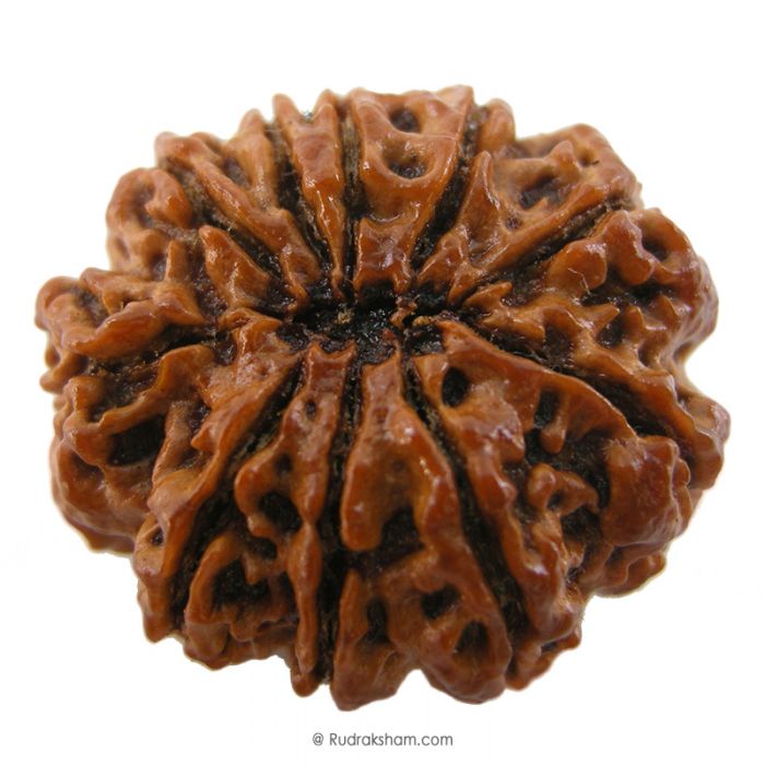 (28.34mm) 10 Mukhi Rudraksha Super Collector Bead | Dus Mukhi, Ten Faced Shiva Bead from Nepal - Narayan Rudraksha