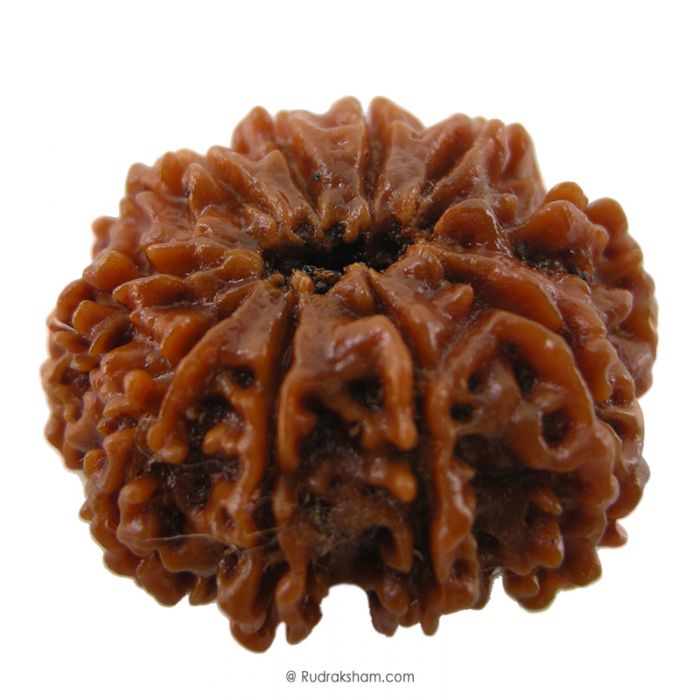 (29.29mm) 10 Mukhi Rudraksha Super Collector Bead | 10 Mukhi Rudraksha Bead | Dus Mukhi Nepali Rudraksha Bead | 10 Mukhi Rudraksha Mantra and Benefits