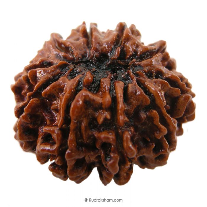 (29.42mm) 10 Mukhi Rudraksha Super Collector Bead | 10 Mukhi Rudraksha Bead | Dus Mukhi, Ten Faced Nepali Rudraksha | 10 Mukhi Rudraksha In Vedic Astrology, Benefits And Mantra