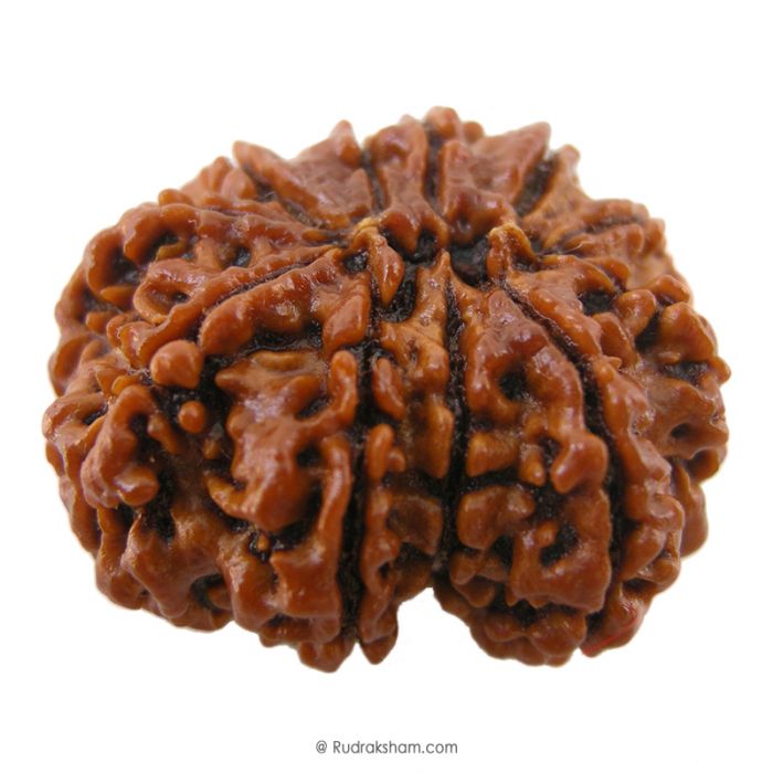 (31.86mm) 11 Mukhi Rudraksha Super Collector Bead | 11 Mukhi Rudraksha Bead | Buy Online 11 Faced Nepali Rudraksha, Energised, Natural and Original Eleven Mukhi - Super Collector Bead