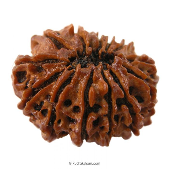 (32.07mm) 13 Mukhi Rudraksha Super Collector Bead | 13 Mukhi Rudraksha Bead | Terah Mukhi - Thirteen Faced - Rudraksha from Nepal 100% Authentic Pure Natural - Super Collector Bead