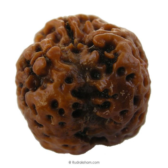 (20.20mm) 3 Mukhi Rudraksha Super Collector Bead | 3 Mukhi Rudraksha Bead | Teen Mukhi - Three Faced Rudraksha from Nepal |100% Authentic Pure Natural - Super Collector Bead