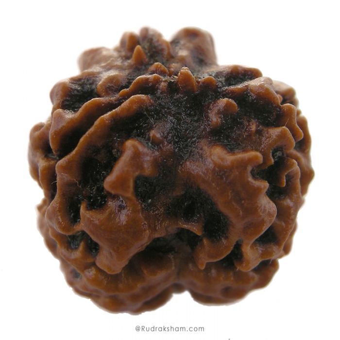 (20.28mm) 3 Mukhi Rudraksha Super Collector Bead | 3 Mukhi Rudraksha Bead | Teen Mukhi - Three Faced Rudraksha from Nepal | 100% Authentic Pure Natural - Super Collector Bead