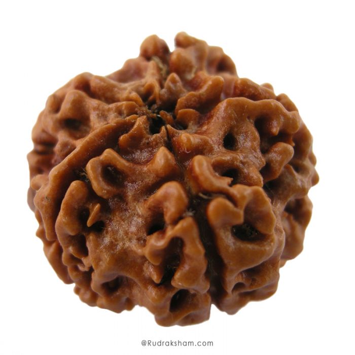 (25.06mm) 5 Mukhi Rudraksha Super Collector Bead | 5 Mukhi Rudraksha Bead | Panch Mukhi, Five Faced Nepal Rudraksha | Wholesale Rudraksha Beads