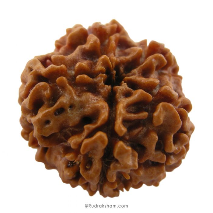 (24.77mm) 5 Mukhi Rudraksha Super Collector Bead | 5 Mukhi Rudraksha Bead | Paanch Mukhi, Five Faced Rudraksha from Nepal 100% Authentic Pure Natural - Super Collector Bead