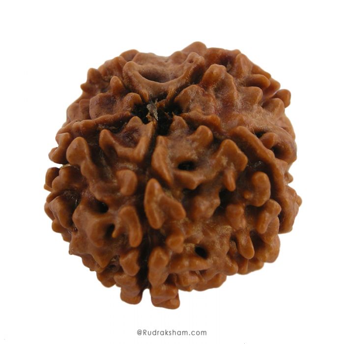 (24.33mm) 5 Mukhi Rudraksha Super Collector Bead | 5 Mukhi Rudraksha Bead | Paanch Mukhi, Five Faced Rudraksha from Nepal | Benefits of 5 Mukhi Rudraksha Super Collector Bead