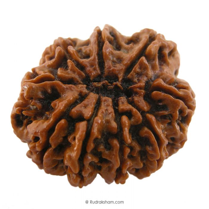 (29.17mm) 9 Mukhi Rudraksha Super Collector Bead | 9 Mukhi Rudraksha Nepal Bead | Nau Mukhi Mantra and Benefits | Nine Faced Rudraksha Super Collector Bead