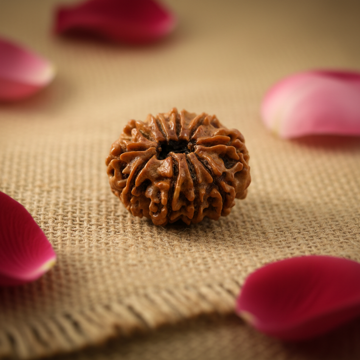 Original 10 Mukhi Rudraksha from Nepal, Dus Mukhi – Protection & Prosperity