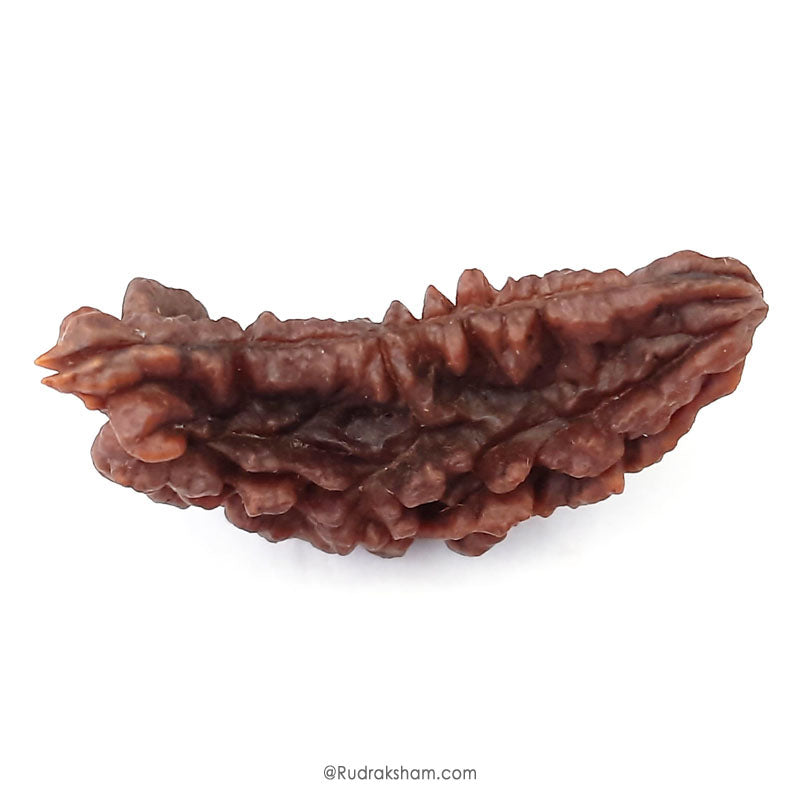 (41.42mm) 1 Mukhi Rudraksha Super Collector Bead | One Faced Rudraksha Indian Bead | Half Moon Shaped EK Mukhi Rudraksha Bead  | One Faced Rudraksha Power for You