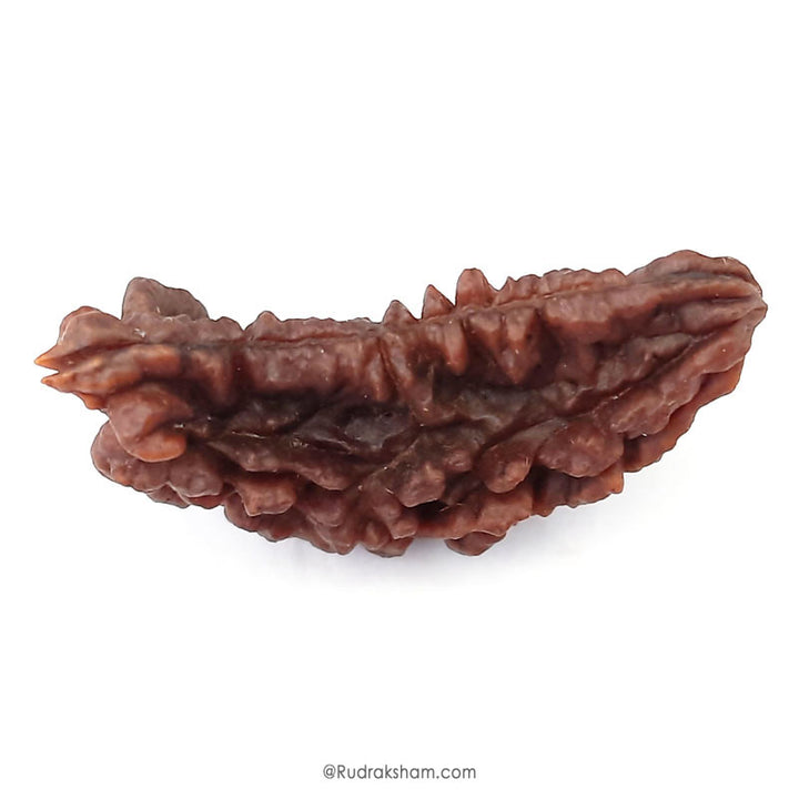 (41.42mm) 1 Mukhi Rudraksha Super Collector Bead | One Faced Rudraksha Indian Bead | Half Moon Shaped EK Mukhi Rudraksha Bead  | One Faced Rudraksha Power for You