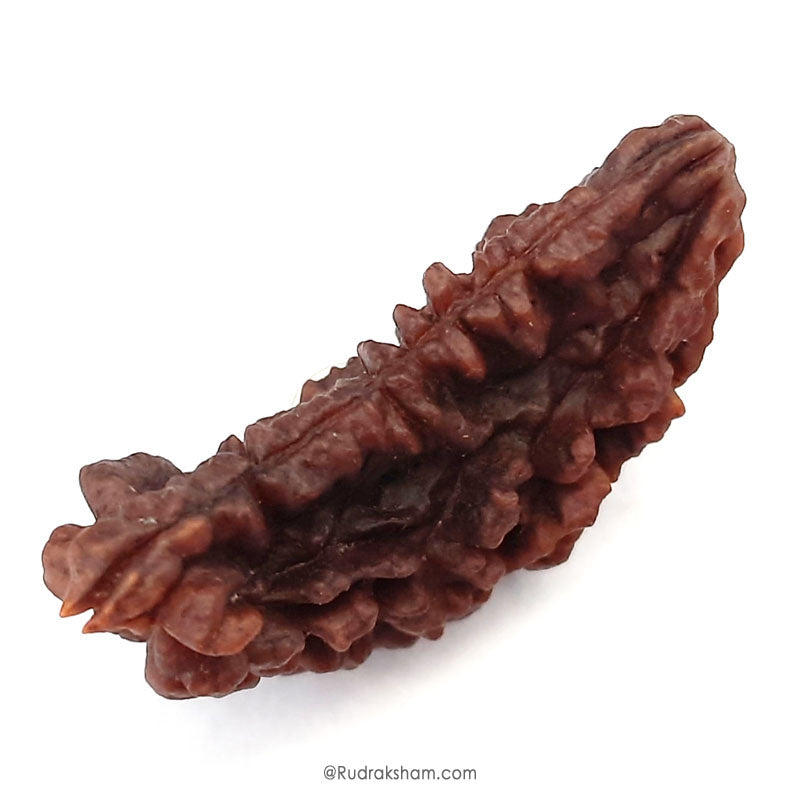 (41.42mm) 1 Mukhi Rudraksha Super Collector Bead | One Faced Rudraksha Indian Bead | Half Moon Shaped EK Mukhi Rudraksha Bead  | One Faced Rudraksha Power for You