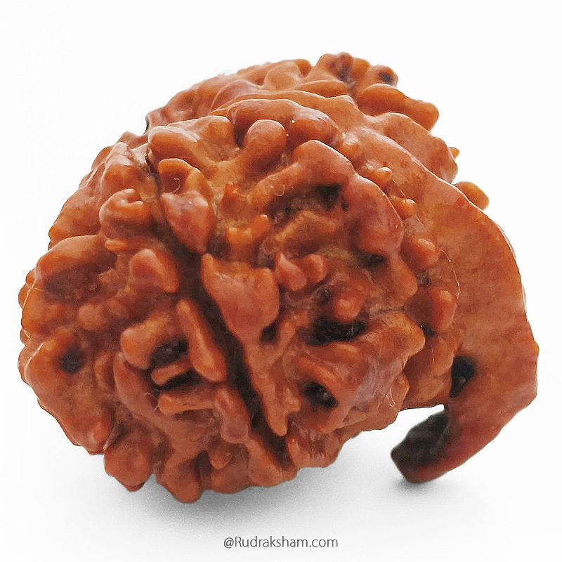 (22.42mm) 10 Mukhi Ganesh Rudraksha Bead From Nepal | Ten Faced, Dus Mukhi Rudraksha with Ganesha Trunk - 4
