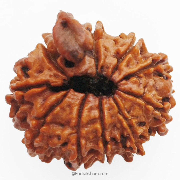 (22.42mm) 10 Mukhi Ganesh Rudraksha Bead From Nepal | Ten Faced, Dus Mukhi Rudraksha with Ganesha Trunk - 4