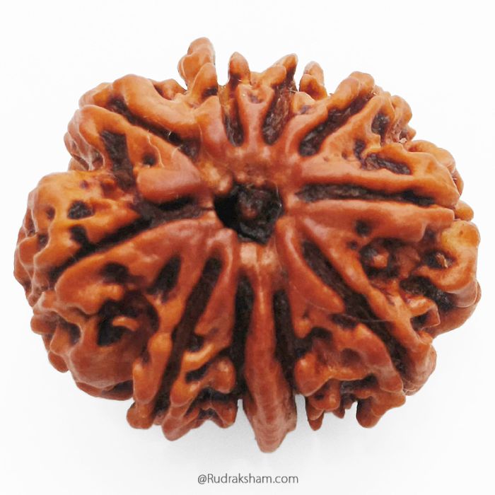 (26.77mm) 10 Mukhi Ganesh Rudraksha Bead From Nepal, Buy Online Natural Energised And Pure Ten Mukhi Ganesh Trunk Rudraksham