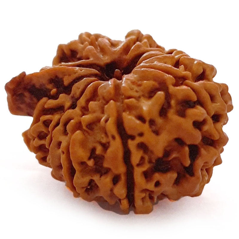 (25.28mm) 10 Mukhi Ganesh Nepal Rudraksha Bead | Buy Online Original Authentic And Pure Ten Mukhi Rudraksha Bead - 2