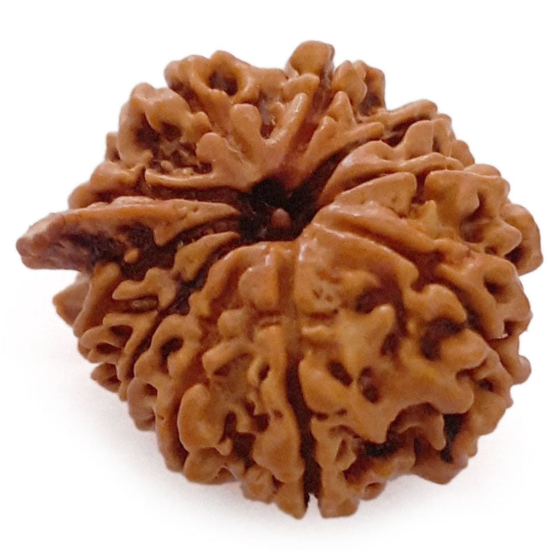 (25.28mm) 10 Mukhi Ganesh Nepal Rudraksha Bead | Buy Online Original Authentic And Pure Ten Mukhi Rudraksha Bead - 2