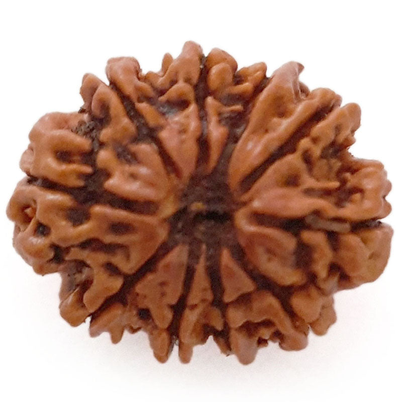 (22.16mm) 10 Mukhi Ganesh Nepali Rudraksha Bead | Buy Natural and Pure Ten ( Dus) Mukhi Ganesha Bead - 3