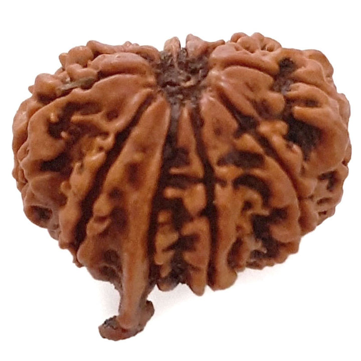 (22.16mm) 10 Mukhi Ganesh Nepali Rudraksha Bead | Buy Natural and Pure Ten ( Dus) Mukhi Ganesha Bead - 3