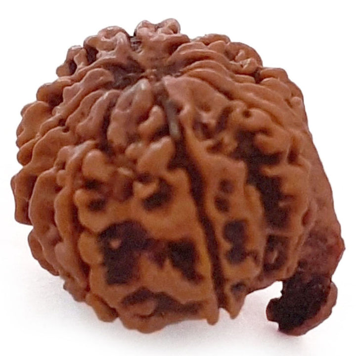 (22.16mm) 10 Mukhi Ganesh Nepali Rudraksha Bead | Buy Natural and Pure Ten ( Dus) Mukhi Ganesha Bead - 3
