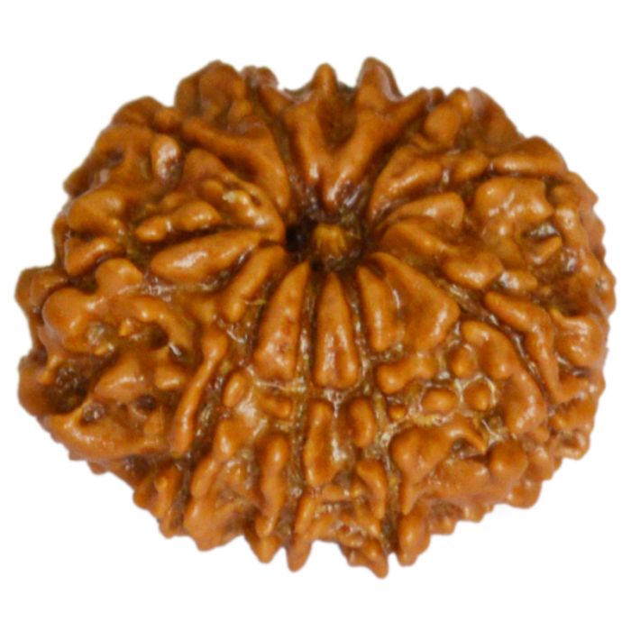 10 Mukhi Rudraksha Bead from Nepal | Dus Mukhi, Ten Faced Original Energised and Authentic Rudraksha Bead, Buy Online