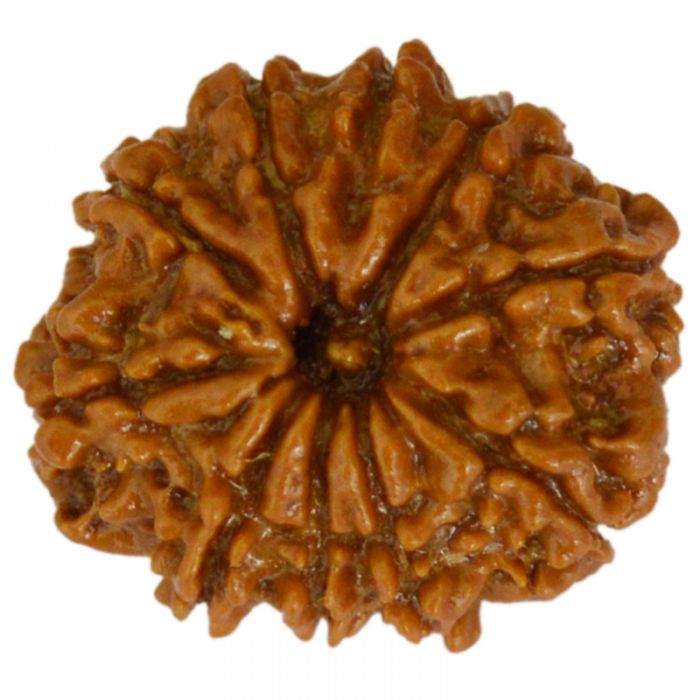 10 Mukhi Rudraksha Bead from Nepal | Dus Mukhi, Ten Faced Original Energised and Authentic Rudraksha Bead, Buy Online
