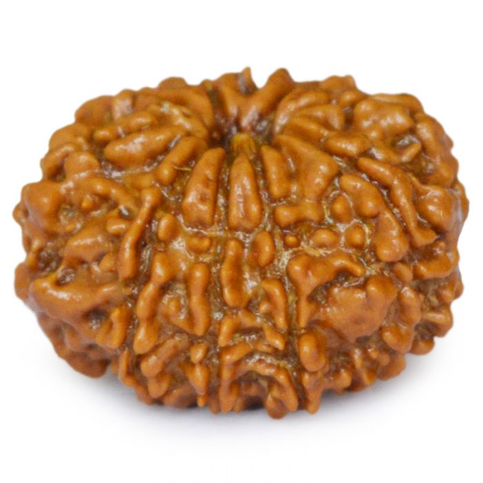 10 Mukhi Rudraksha Bead from Nepal | Dus Mukhi, Ten Faced Original Energised and Authentic Rudraksha Bead, Buy Online