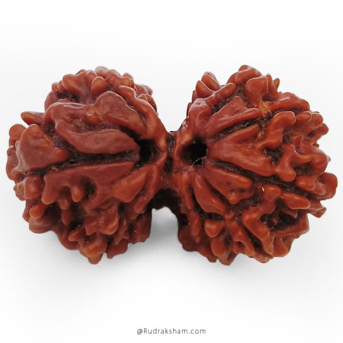 (27.49mm) Gauri Shankar Rudraksha Bead | 10 Mukhi Gauri Shankar Rudraksha | Gauri Shankar Rudraksha Ten Mukhi | Shiva Parvati Nepal Bead | Original Energised 100% Natural Bead