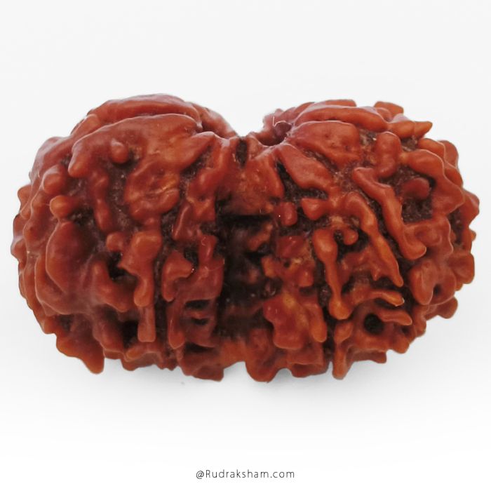 (27.49mm) Gauri Shankar Rudraksha Bead | 10 Mukhi Gauri Shankar Rudraksha | Gauri Shankar Rudraksha Ten Mukhi | Shiva Parvati Nepal Bead | Original Energised 100% Natural Bead