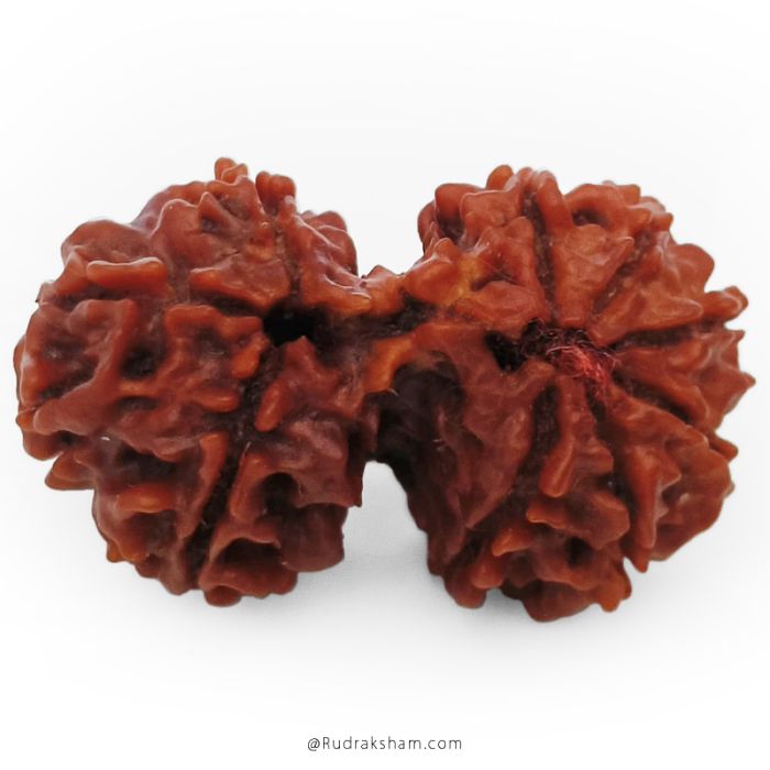 (27.49mm) Gauri Shankar Rudraksha Bead | 10 Mukhi Gauri Shankar Rudraksha | Gauri Shankar Rudraksha Ten Mukhi | Shiva Parvati Nepal Bead | Original Energised 100% Natural Bead