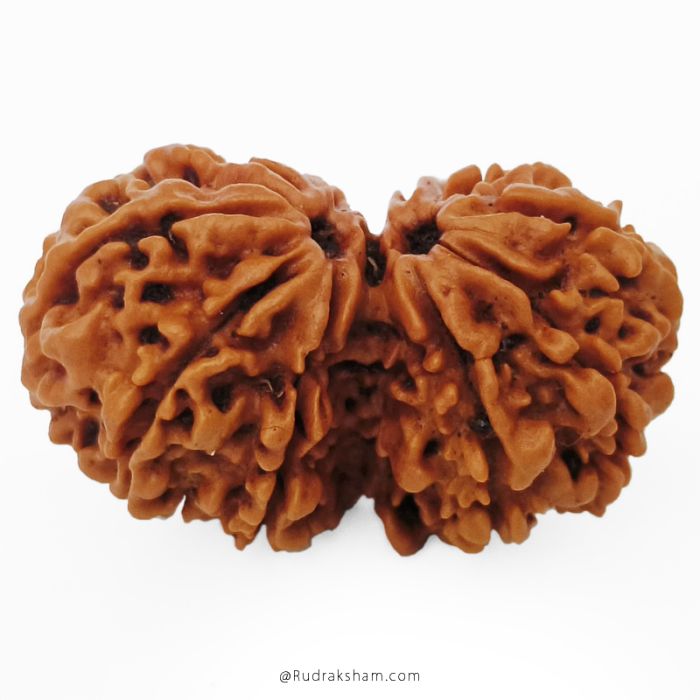 (27.57mm) Gauri Shankar Rudraksha Bead | 10 Mukhi Gauri Shankar Rudraksha | Gauri Shankar Rudraksha Ten Mukhi | Shiva Parvati Nepal Bead | Original Energised 100% Natural Bead