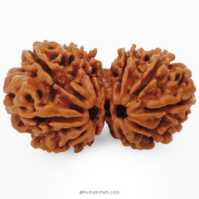 (27.57mm) Gauri Shankar Rudraksha Bead | 10 Mukhi Gauri Shankar Rudraksha | Gauri Shankar Rudraksha Ten Mukhi | Shiva Parvati Nepal Bead | Original Energised 100% Natural Bead