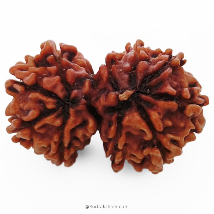 (28.09mm) Gauri Shankar Rudraksha Bead | 10 Mukhi Gauri Shankar Rudraksha | Gauri Shankar Rudraksha Ten Mukhi | Shiva Parvati Nepal Bead | Original Energised 100% Natural Bead