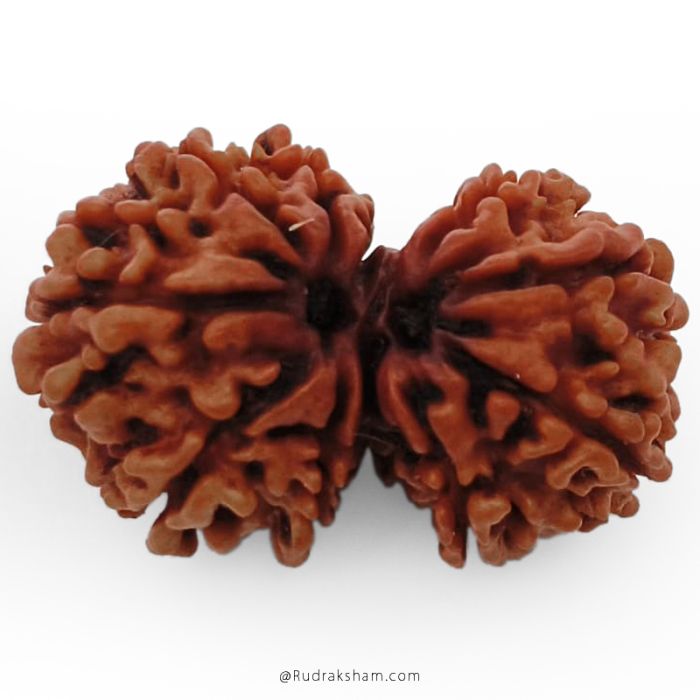 (28.09mm) Gauri Shankar Rudraksha Bead | 10 Mukhi Gauri Shankar Rudraksha | Gauri Shankar Rudraksha Ten Mukhi | Shiva Parvati Nepal Bead | Original Energised 100% Natural Bead
