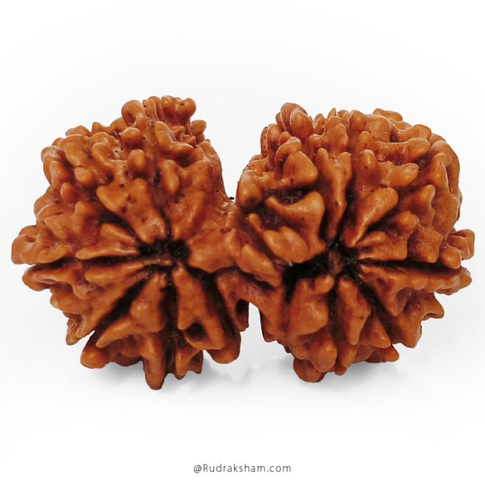 (28.75mm) Gauri Shankar Rudraksha Bead | 10 Mukhi Gauri Shankar Rudraksha | Gauri Shankar Rudraksha Ten Mukhi | Shiva Parvati Nepal Bead | Original Energised 100% Natural Bead