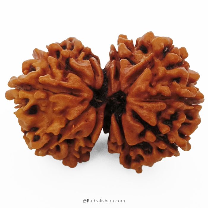 (29.37mm) Gauri Shankar Rudraksha Bead | 10 Mukhi Gauri Shankar Rudraksha | Gauri Shankar Rudraksha Ten Mukhi | Shiva Parvati Nepal Bead | Original Energised 100% Natural Bead