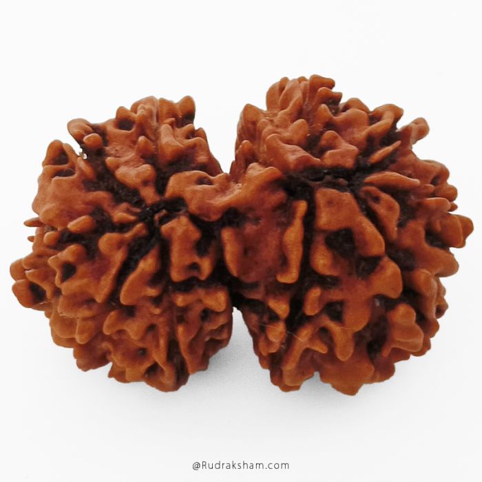 (29.37mm) Gauri Shankar Rudraksha Bead | 10 Mukhi Gauri Shankar Rudraksha | Gauri Shankar Rudraksha Ten Mukhi | Shiva Parvati Nepal Bead | Original Energised 100% Natural Bead
