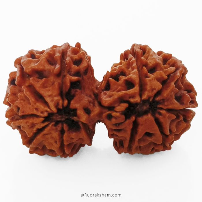 (31.57mm) Gauri Shankar Rudraksha Bead | 10 Mukhi Gauri Shankar Rudraksha | Gauri Shankar Rudraksha Ten Mukhi | Shiva Parvati Nepal Bead | Original Energised 100% Natural Bead