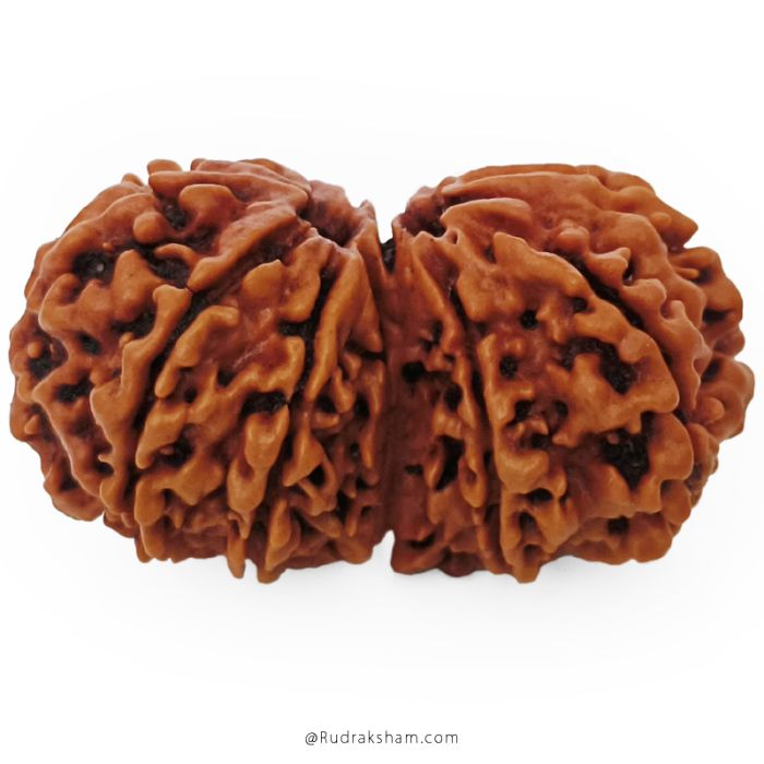 (33.74mm) Gauri Shankar Rudraksha Bead | 10 Mukhi Gauri Shankar Rudraksha | Gauri Shankar Rudraksha Ten Mukhi | Shiva Parvati Nepal Bead | Original Energised 100% Natural Bead