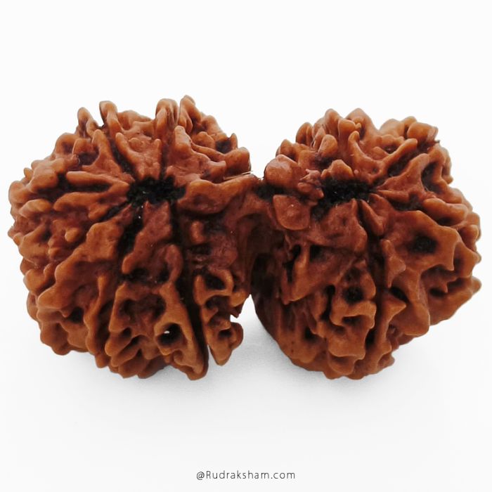 (33.74mm) Gauri Shankar Rudraksha Bead | 10 Mukhi Gauri Shankar Rudraksha | Gauri Shankar Rudraksha Ten Mukhi | Shiva Parvati Nepal Bead | Original Energised 100% Natural Bead