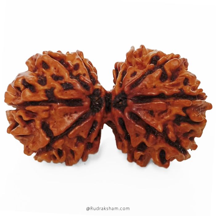 (34.12mm) Gauri Shankar Rudraksha Bead | 10 Mukhi Gauri Shankar Rudraksha | Gauri Shankar Rudraksha Ten Mukhi | Shiva Parvati Nepal Bead | Original Energised 100% Natural Bead