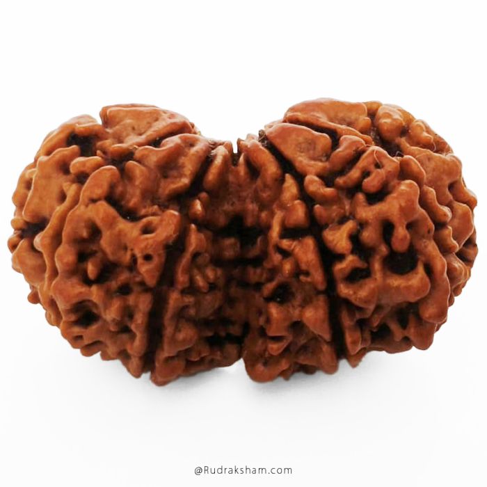 (34.15mm) Gauri Shankar Rudraksha Bead | 10 Mukhi Gauri Shankar Rudraksha | Gauri Shankar Rudraksha Ten Mukhi | Shiva Parvati Nepal Bead | Original Energised 100% Natural Bead