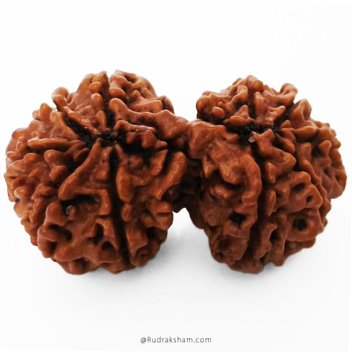 (34.15mm) Gauri Shankar Rudraksha Bead | 10 Mukhi Gauri Shankar Rudraksha | Gauri Shankar Rudraksha Ten Mukhi | Shiva Parvati Nepal Bead | Original Energised 100% Natural Bead