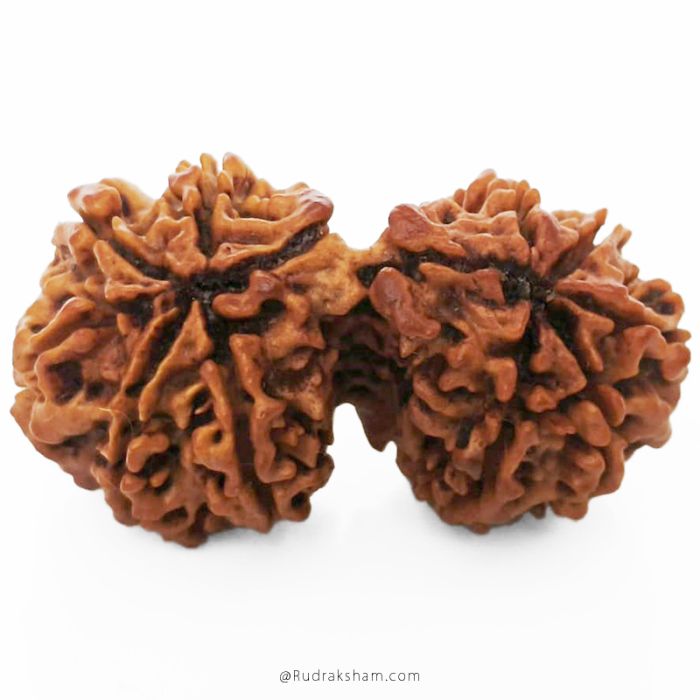 (35.80mm) Gauri Shankar Rudraksha Bead | 10 Mukhi Gauri Shankar Rudraksha | Gauri Shankar Rudraksha Ten Mukhi | Shiva Parvati Nepal Bead | Original Energised 100% Natural Bead