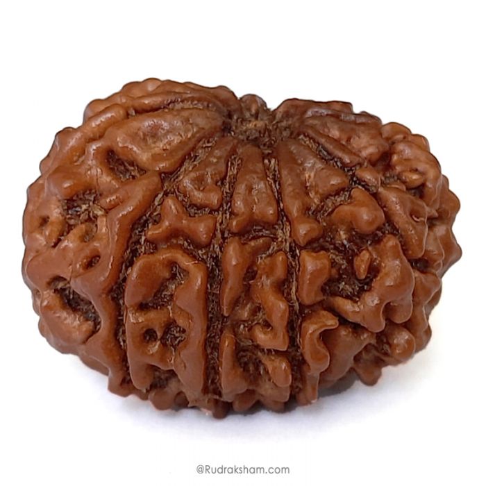 (28.21mm) 10 Mukhi Rudraksha Super Collector Bead | Dus Mukhi Rudraksha Bead, Ten Faced Rudraksha From Nepal | Energised 10 Mukhi Rudraksh