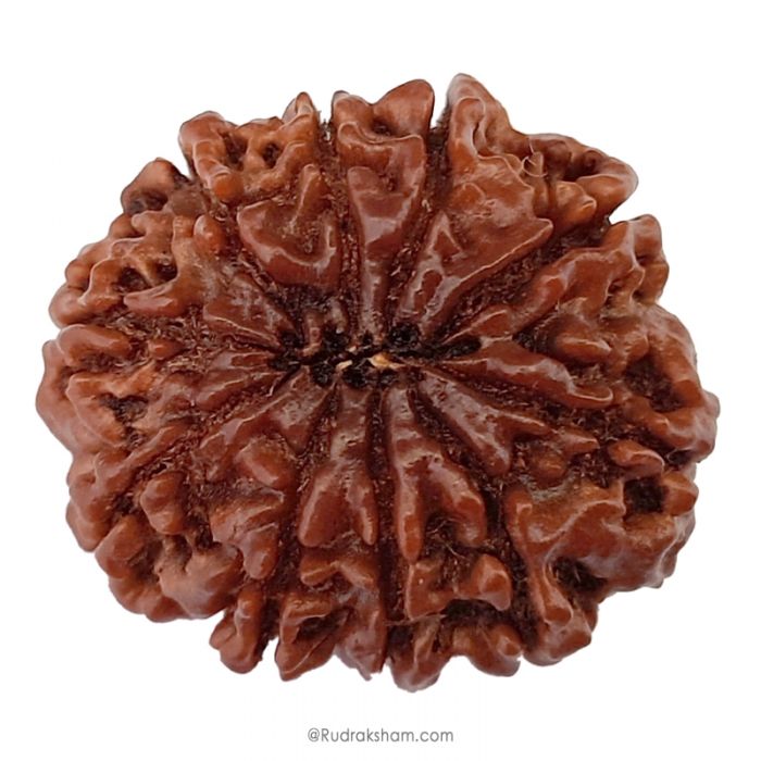 (28.21mm) 10 Mukhi Rudraksha Super Collector Bead | Dus Mukhi Rudraksha Bead, Ten Faced Rudraksha From Nepal | Energised 10 Mukhi Rudraksh