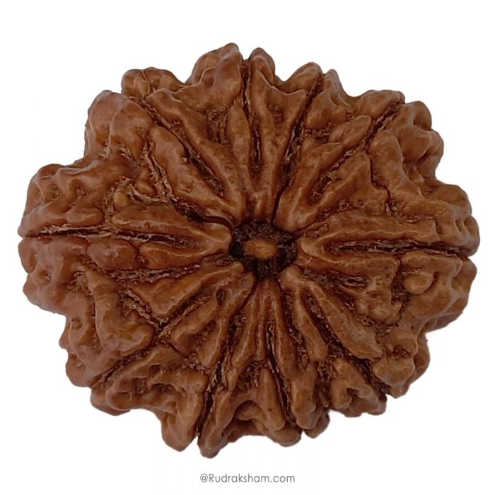 (29.16mm) 10 Mukhi Rudraksha Super Collector Bead | 10 Mukhi Rudraksha Bead | Dus Mukhi - Ten Faced Rudraksha Nepal Origin Shiva Bead - Super Collector Rudraksha