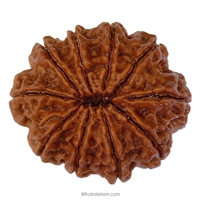 (29.16mm) 10 Mukhi Rudraksha Super Collector Bead | 10 Mukhi Rudraksha Bead | Dus Mukhi - Ten Faced Rudraksha Nepal Origin Shiva Bead - Super Collector Rudraksha